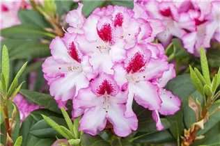  - Rhododendron 'Diadem'