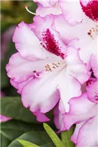  - Rhododendron 'Diadem'