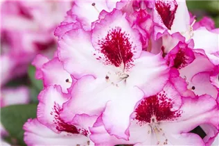  - Rhododendron 'Diadem'