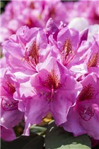  - Rhododendron 'Diadem'