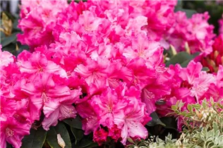  - Rhododendron 'Caruso'®