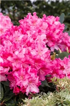  - Rhododendron 'Caruso'®