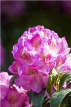  - Rhododendron 'Diana'