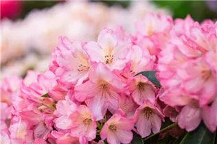 - Rhododendron 'Diana'