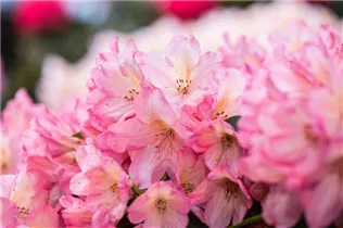  - Rhododendron 'Diana'