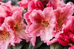  - Rhododendron 'Djingestan'