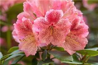  - Rhododendron 'Djingestan'