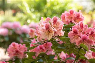  - Rhododendron 'Djingestan'