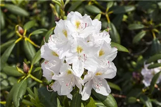 - Rhododendron catawbiense 'Album'  - Rhododendron catawbiense 'Album'