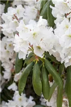- Rhododendron catawbiense 'Album'  - Rhododendron catawbiense 'Album'