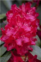  - Rhododendron 'Doncaster'