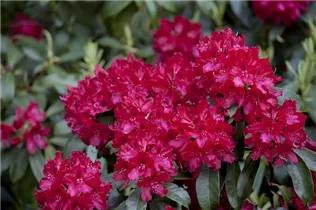  - Rhododendron 'Doncaster'