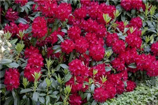  - Rhododendron 'Doncaster'