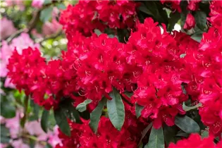  - Rhododendron 'Doncaster'