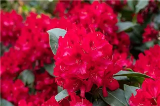  - Rhododendron 'Doncaster'
