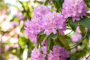  - Rhododendron catawbiense 'Compactum'