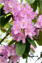  - Rhododendron catawbiense 'Compactum'