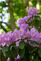  - Rhododendron catawbiense 'Compactum'