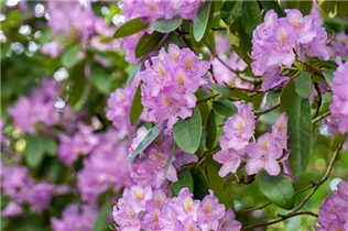  - Rhododendron catawbiense 'Compactum'