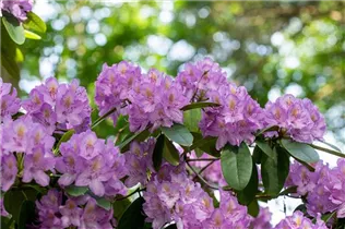  - Rhododendron catawbiense 'Compactum'