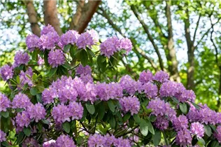  - Rhododendron catawbiense 'Compactum'