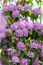  - Rhododendron catawbiense 'Compactum'