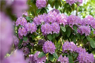  - Rhododendron catawbiense 'Compactum'