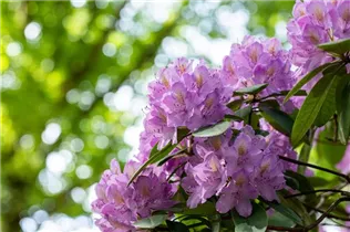  - Rhododendron catawbiense 'Compactum'