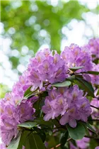 - Rhododendron catawbiense 'Compactum'