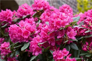  - Rhododendron 'Dr. H.C. Dresselhuys'