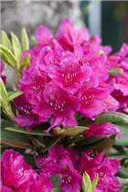  - Rhododendron 'Dr. H.C. Dresselhuys'