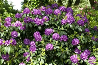  - Rhododendron catawbiense 'Grandiflorum'