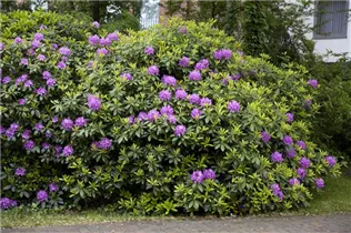  - Rhododendron catawbiense 'Grandiflorum'