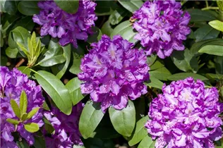  - Rhododendron catawbiense 'Grandiflorum'
