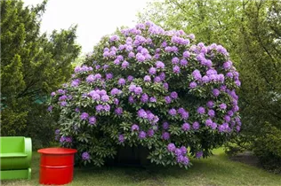  - Rhododendron catawbiense 'Grandiflorum'