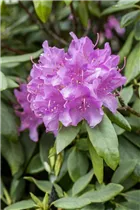  - Rhododendron catawbiense 'Grandiflorum'