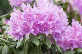  - Rhododendron catawbiense 'Grandiflorum'