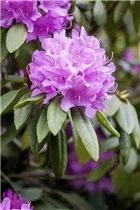  - Rhododendron catawbiense 'Grandiflorum'