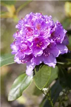  - Rhododendron catawbiense 'Grandiflorum'