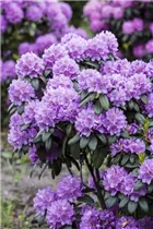  - Rhododendron catawbiense 'Grandiflorum'
