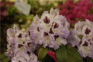  - Rhododendron 'Durantik'