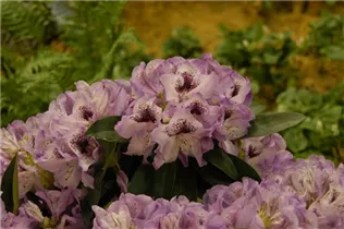  - Rhododendron 'Durantik'