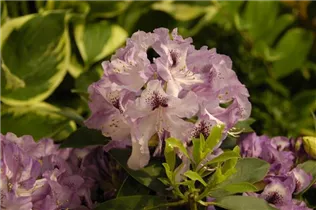  - Rhododendron 'Durantik'