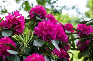  - Rhododendron catawbiense 'Henrietta Sargent'