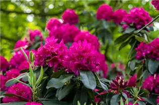  - Rhododendron catawbiense 'Henrietta Sargent'