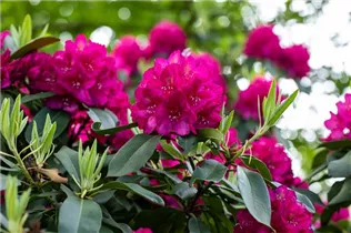  - Rhododendron catawbiense 'Henrietta Sargent'