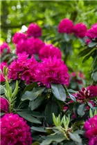  - Rhododendron catawbiense 'Henrietta Sargent'