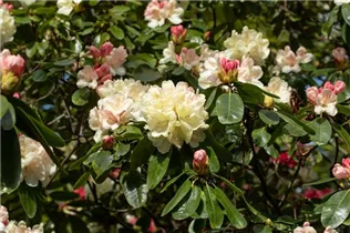 - Rhododendron 'Ehrengold'  - Rhododendron 'Ehrengold'