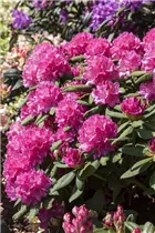 - Rhododendron 'Catharine van Tol'  - Rhododendron 'Catharine van Tol'