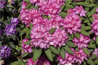 - Rhododendron 'Catharine van Tol'  - Rhododendron 'Catharine van Tol'